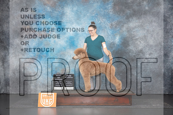 Poodle Std MC #111 BOWCH JUdge Sandra Phillips__JP_1443_UKCLNGVIEWOCT2024_2024_HR3