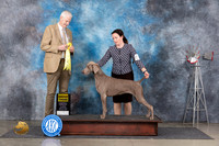 Weimaraner #6 Thurs G3 Judge Jon Cole