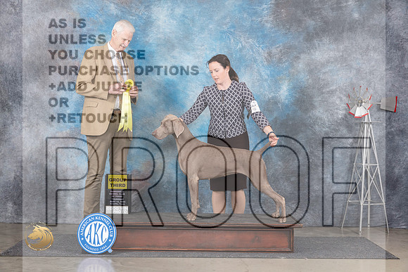 Weimaraner #6 Thurs G3 Judge Jon Cole__JP_5055_Amarillo_2024_HR3