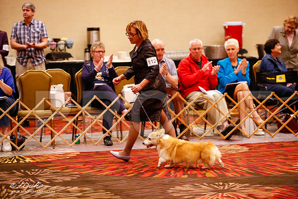 _JJ_0826-HstnCorgiFeb2015-HR3