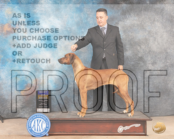 Rhodesian Ridgeback #16 Sun BOB Judge Thomson Standfield Jr-MMJ_4682-Abilene2022-HR3