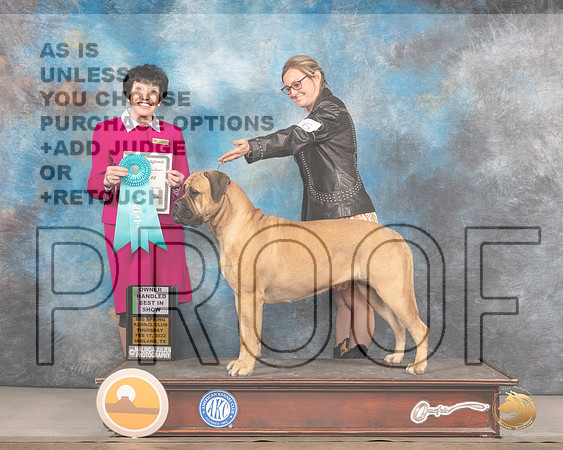 Bullmastiff #16 Thurs OHBIS Judge Barbara AldermanMMJ_2711_Mdlnd2022_HR3