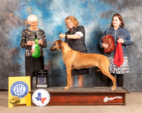 Rhodesian Ridgeback #50 Fri AOM Judge Pluis Davern