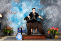 Afghan Hound #24 WBBOSM Judge Polly (Mrs Robert) D Smith