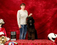 Poodle Standard Sun S2 New Ch G3 Christy Murphy