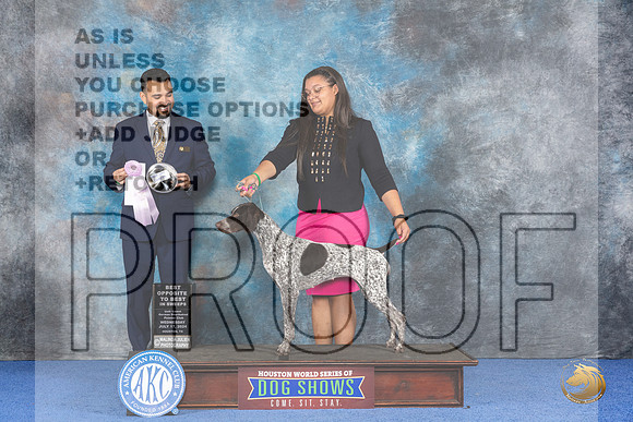 German Shorthaired Pointer #40 WED BOPSw Judge Joao Machado__JP_7194_Houston_2024_HR3