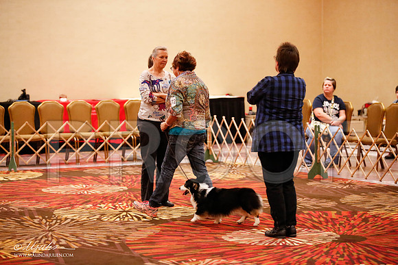 _JJ_8018-HstnCorgiFeb2015-HR3