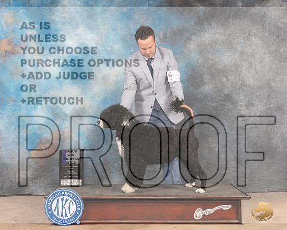 Portuguese Water Dog #10 Sun WBM Judge Eric Liebes-MMJ_4865-Abilene2022-HR3
