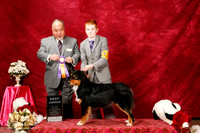 Australian Shepherd Sun S1 Best Jr