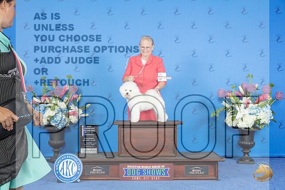 Bichon Frise #8 SUN WB BW NC M Judge Douglas Johnson__JP_0634_Houston_2024_HR3