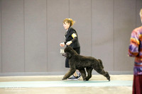 Poodle Standard Sat S1
