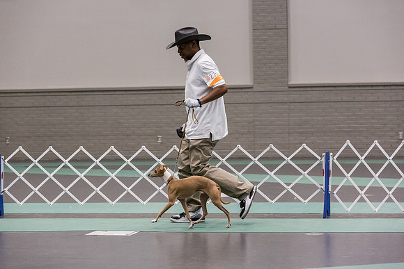 Italian Greyhound Sat Ring_JJL_0783_UKCLNGVIEWOCT2024_2024_HR3