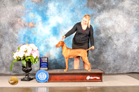 Vizsla #44 SUN WB Major Judge Barbara Alderman