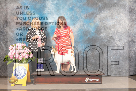 Norbottenspets #278 THUR BIM Judge Karen McFarlane_MJ_4334_Houston_2022_HR3