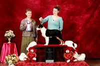Australian Shepherd Sun S2 BIMBS Puppy Kimberly Cecil Judge Glenda Bruneau