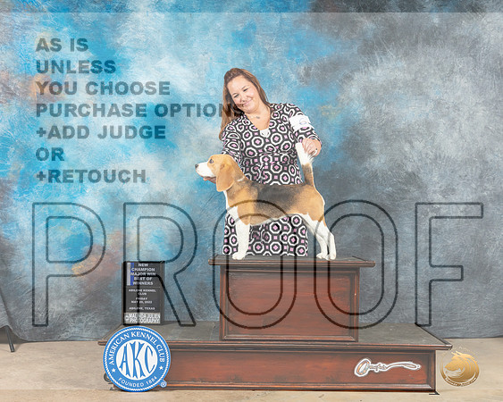 Beagle 15%22 Fri BOWMCh Judge Gloria Kerr-MMJ_2887-Addison2022-HR3