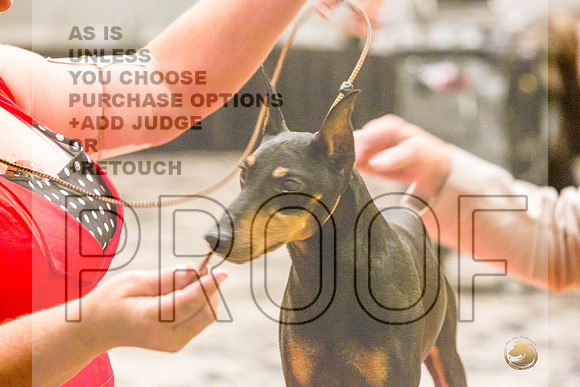 Manchester Terrier MTOY Candids-JJL_2209-Hstn2022_HR3