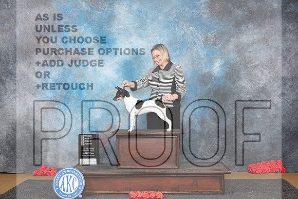Rat Terrier #8 Sat OHG4 Judge Helen Tomb-Taylor__JP_0319_Sulphur Springs_2024_HR3