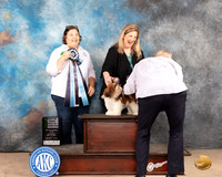 Shih Tzu #14 Sat BISBBX Judge Cindy Knox