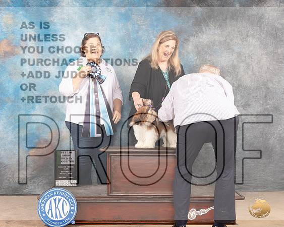 Shih Tzu #14 Sat BISBBX Judge Cindy Knox-MMJ_4337-Abilene2022-HR3