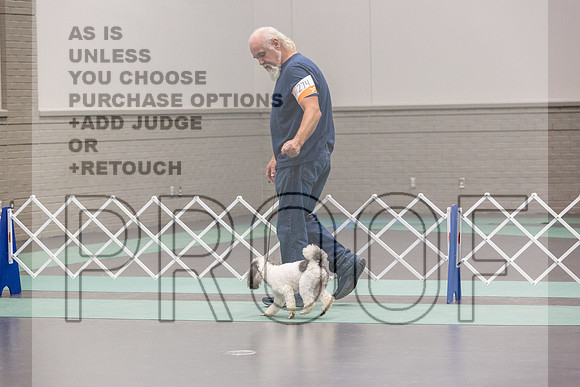 Poodle Sat Ring_JJL_0829_UKCLNGVIEWOCT2024_2024_HR3
