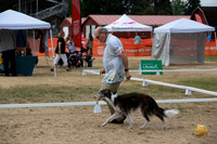 *Ringside Longview WA 2024 Silken Windhound #444