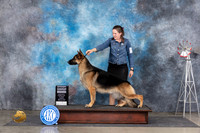 German Shepherd Dog #5 Sun G4 Judge Jill Warren