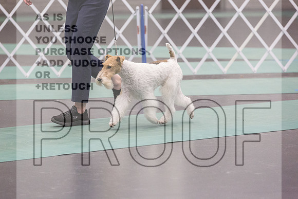 Wire Fox Terrier Sat Rings_JJL_0241_UKCLNGVIEWOCT2024_2024_HR3