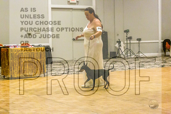 Manchester Terrier MTOY Candids-JJL_2316-Hstn2022_HR3