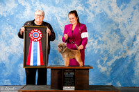 Affenpinscher #7 Sun BIS +A2