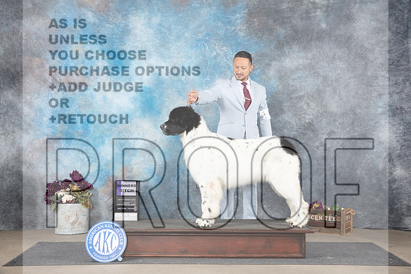 Newfoundland #8 Sun WB Judge Eric Liebes__JP_7809_Belton_2024_HR3
