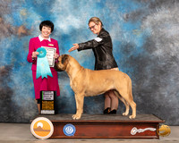 Bullmastiff #16 Thurs OHBIS Judge Barbara Alderman