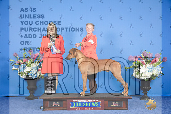 Rhodesian Ridgeback #21 FRI WD BOW M Judge Angela Pickett_JP_8799e_Houston_2024-HR3
