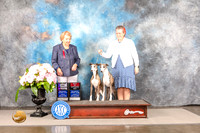Whippet #27 #50 Sun  Judge Polly Smith