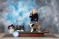 Miniature American Shepherd #5 Sat BOWOHBOB Judge Del Richards