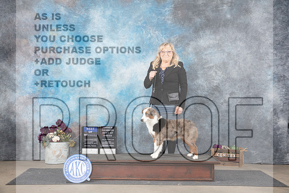 Miniature American Shepherd #5 Sat BOWOHBOB Judge Del Richards__JP_6997_Belton_2024_HR3