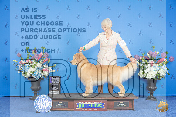 Golden Retriever #9 SUN WD NC Judge Sandra Lex__JP_0375_Houston_2024_HR3