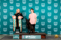 Dutch Shepherd #203 Thur RM1 Judge Terri Raine