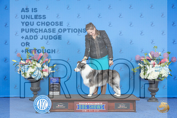 Border Collie #11 SUN WD Judge James Moses__JP_0555_Houston_2024_HR3