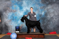 Giant Schnauzer #5 Sat G1 Judge Beth Downey