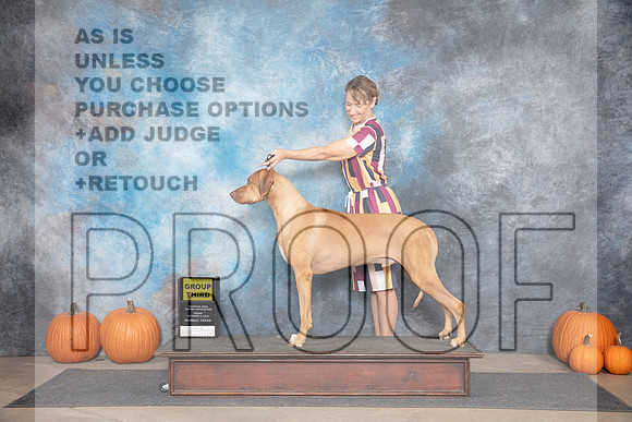 Rhodesian Ridgeback #9 Fri G3 Judge Ann Meyer__JP_9116_Humble_2024_HR3