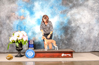 Italian Greyhound #39 SUN WD BOW Judge Barbara Alderman