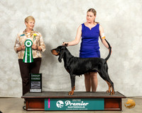 Black and Tan Coonhound #225 Fri G3 Judge Karen Hynek