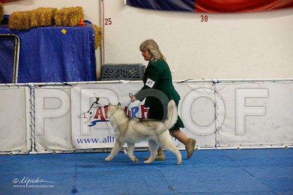 _M3_9422-AddisonHuskyMar2015-HR3