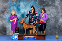 Vizsla #14 Wed BOS Judge Ida Kavafian