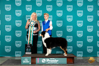 Australian Shepherd #122 Thur NJr1st Judge Kathie Short