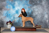 Rhodesian Ridgeback Sat Pam Whitley No Judge