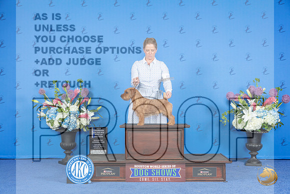 Norfolk Terrier #5 Sat BOWMCH Judge Nancy Liebes__JP_0026_Houston_2024_HR3