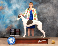 Greyhound #7 SAT WDBOWOHBOBM Judge Eric Liebes