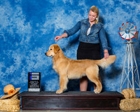 Retrievers Golden #27 Sun WD Nieman Mia Linday Nieman Judge Ms Betty Nelson Pollock